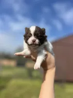 AKC Max, a male Pomeranian for sale in Nashville, AR – Photo 1 of 6