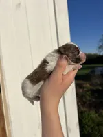 AKC Max, a male Pomeranian for sale in Nashville, AR – Photo 5 of 6