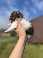 AKC Max, a male Pomeranian for sale in Nashville, AR – Photo 3 of 6