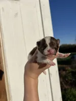 AKC Max, a male Pomeranian for sale in Nashville, AR – Photo 4 of 6