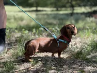 RedANDFire, a female Miniature Dachshund for sale in Nashville, AR – 4 of 4