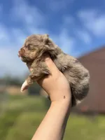 AKC Arlo, a male Pomeranian for sale in Nashville, AR – Photo 3 of 6