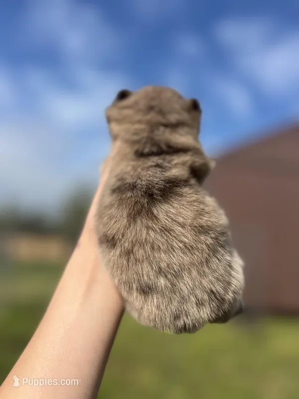 AKC Arlo – Pomeranian puppy for sale in Nashville, AR