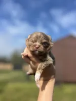 AKC Arlo, a male Pomeranian for sale in Nashville, AR – Photo 2 of 6