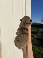 AKC Arlo, a male Pomeranian for sale in Nashville, AR – Photo 6 of 6