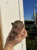 AKC Arlo, a male Pomeranian for sale in Nashville, AR – Photo 4 of 6