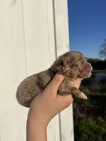 AKC Arlo, a male Pomeranian for sale in Nashville, AR – Photo 5 of 6