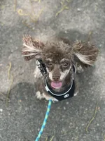 AKC Percy- neutered , a male Poodle - Toy  for sale in Nashville, AR – 2 of 4