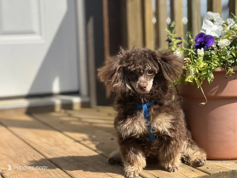 AKC Percy- neutered  – Poodle - Toy  puppy for sale in Nashville, AR