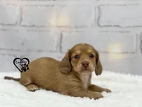 AKC Mia , a female Miniature Dachshund for sale in Nashville, AR – Photo 4 of 9