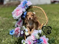 AKC Mia , a female Miniature Dachshund for sale in Nashville, AR – Photo 8 of 9