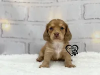 AKC Mia , a female Miniature Dachshund for sale in Nashville, AR – Photo 2 of 9