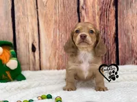 AKC Mia , a female Miniature Dachshund for sale in Nashville, AR – Photo 5 of 9