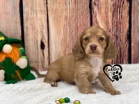 AKC Mia , a female Miniature Dachshund for sale in Nashville, AR – Photo 7 of 9