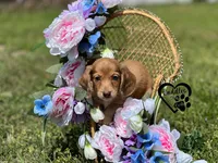 AKC Mia , a female Miniature Dachshund for sale in Nashville, AR – Photo 9 of 9