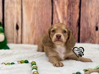 AKC Mia , a female Miniature Dachshund for sale in Nashville, AR – Photo 6 of 9