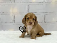 AKC Mia , a female Miniature Dachshund for sale in Nashville, AR – Photo 3 of 9