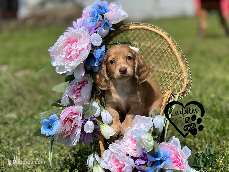 AKC Mia  – Miniature Dachshund puppy for sale in Nashville, AR
