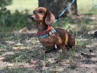 RedANDFire, a female Miniature Dachshund for sale in Nashville, AR – 2 of 4