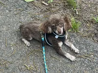AKC Percy- neutered , a male Poodle - Toy  for sale in Nashville, AR – 4 of 4