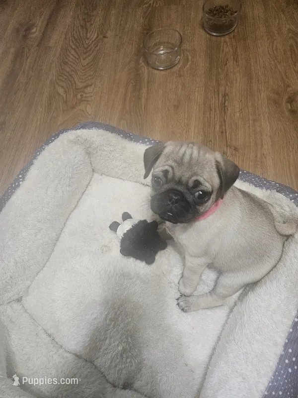Pinky – Pug puppy on hold in Mount Vernon, TX