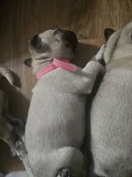 Pinky, a female Pug for sale in Mount Vernon, TX – 2 of 3