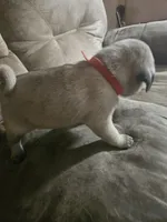 Red, a male Pug for sale in Mount Vernon, TX – 3 of 3