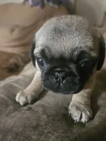 Purple, a female Pug for sale in Mount Vernon, TX – 2 of 3