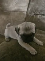 Purple, a female Pug for sale in Mount Vernon, TX – 3 of 3