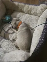 Orange, a male Pug for sale in Mount Vernon, TX – 4 of 4