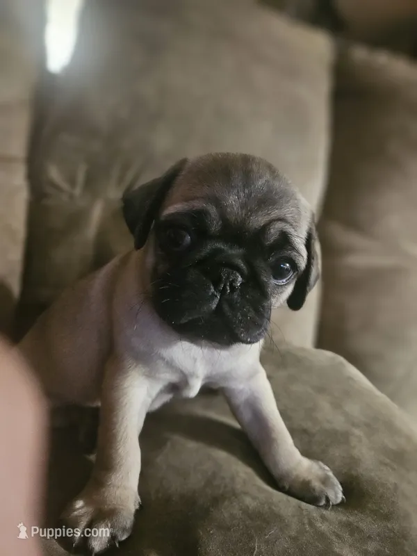 Orange – Pug puppy for sale in Mount Vernon, TX
