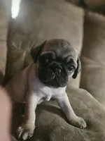 Orange, a male Pug for sale in Mount Vernon, TX – 1 of 4