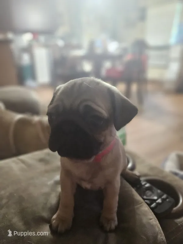Pinky – Pug puppy for sale in Mount Vernon, TX