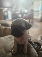 Pinky, a female Pug for sale in Mount Vernon, TX – 1 of 3