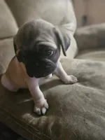 Orange, a male Pug for sale in Mount Vernon, TX – 2 of 4