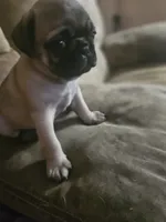 Orange, a male Pug for sale in Mount Vernon, TX – 3 of 4