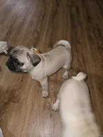 processed/dd3317f4-387c-4f15-bb63-a010bb28fb70/listing/7e7cda22-861b-4b19-b304-31f0b302a4c4/23b0caef-c634-4246-a1f4-263089208077