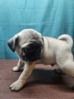 processed/dd3317f4-387c-4f15-bb63-a010bb28fb70/listing/7e7cda22-861b-4b19-b304-31f0b302a4c4/3125886e-a125-4347-a54f-e7e919d066c1