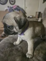 Purple, a female Pug for sale in Mount Vernon, TX – 1 of 3