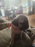 Pinky, a female Pug for sale in Mount Vernon, TX – 3 of 3