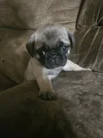 Red, a male Pug for sale in Mount Vernon, TX – 2 of 3