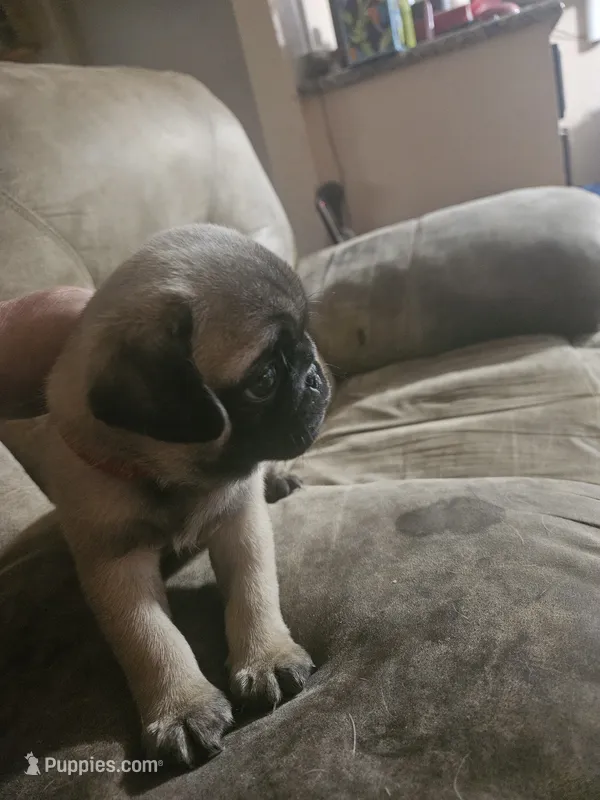 Red – Pug puppy for sale in Mount Vernon, TX