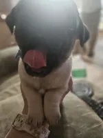 Bluey, a male Pug for sale in Mount Vernon, TX – 3 of 3