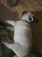 Bluey, a male Pug for sale in Mount Vernon, TX – 2 of 3