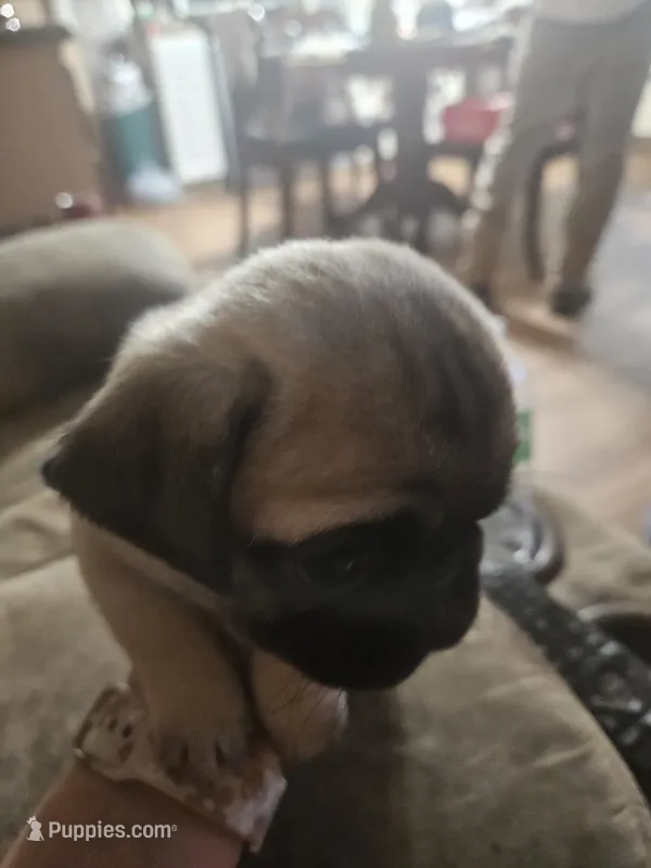 Bluey – Pug puppy for sale in Mount Vernon, TX