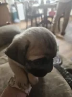 Bluey, a male Pug for sale in Mount Vernon, TX – 1 of 3