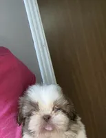 Tessa, a female Shih Tzu for sale in Double Springs, AL – 2 of 2