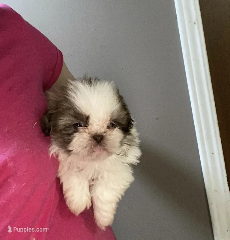 Tessa – Shih Tzu puppy for sale in Double Springs, AL