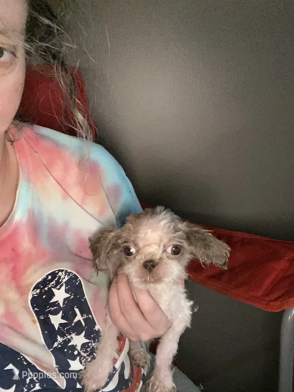 Tessa – Shih Tzu puppy for sale in Double Springs, AL