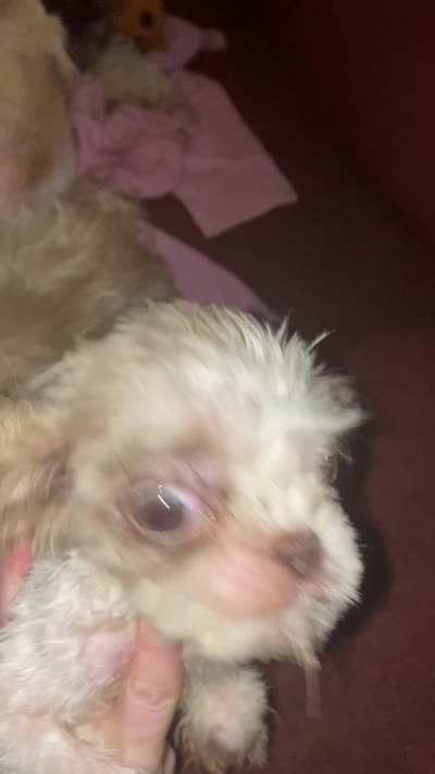 Tessa, a female Shih Tzu for sale in Double Springs, AL – 2 of 2